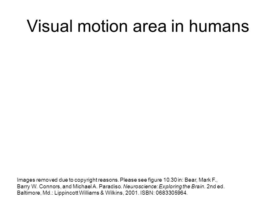 Visual motion area in humans