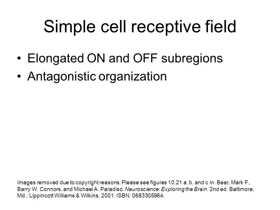Simple cell receptive field