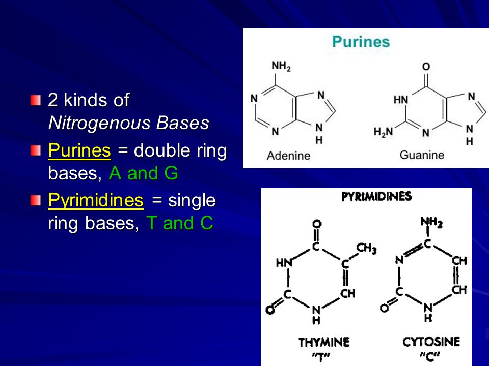 2 kinds of Nitrogenous Bases