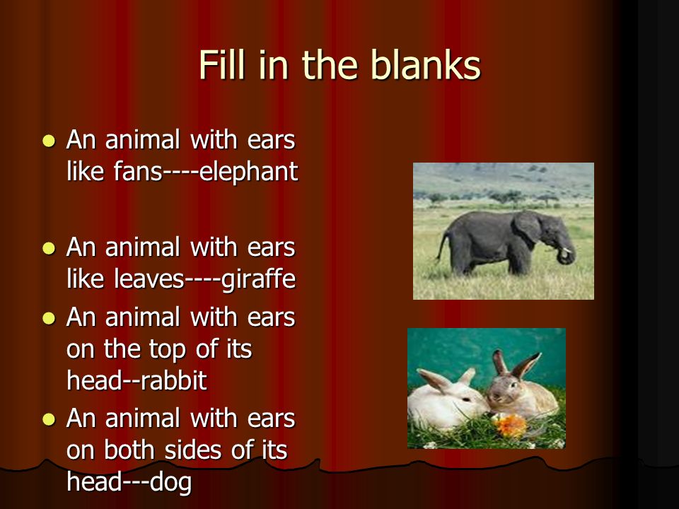 Different animals have different kinds of ears. - ppt video online download