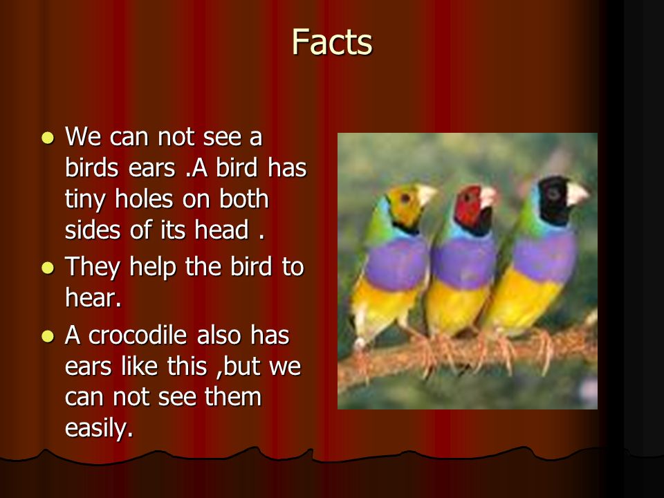 Different animals have different kinds of ears. - ppt video online download