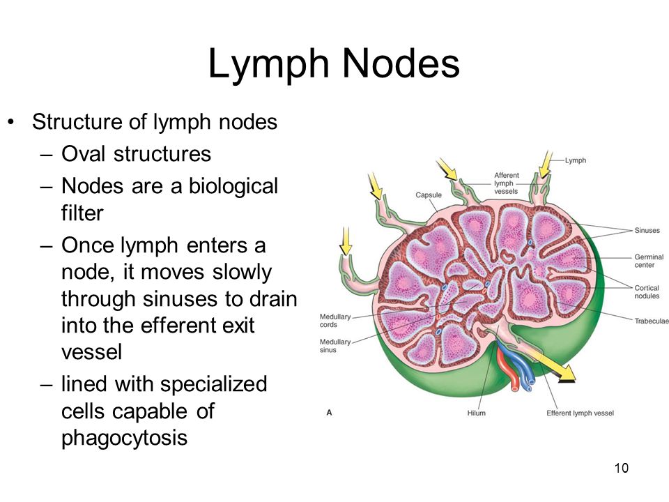 Lymph Vessels And Nodes Of Posterior Abdominal Wall And Penis