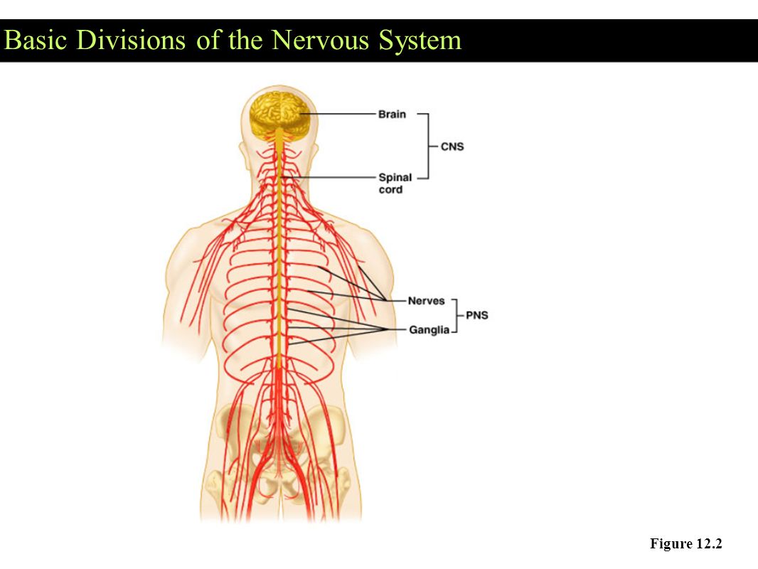 Nervous system brain. Нервная система. Ортогональная нервная система. Мозг и нервная система. Нервная система человека схематично.