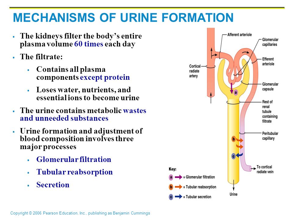 Mechanism Of Urine Formation Flow Chart