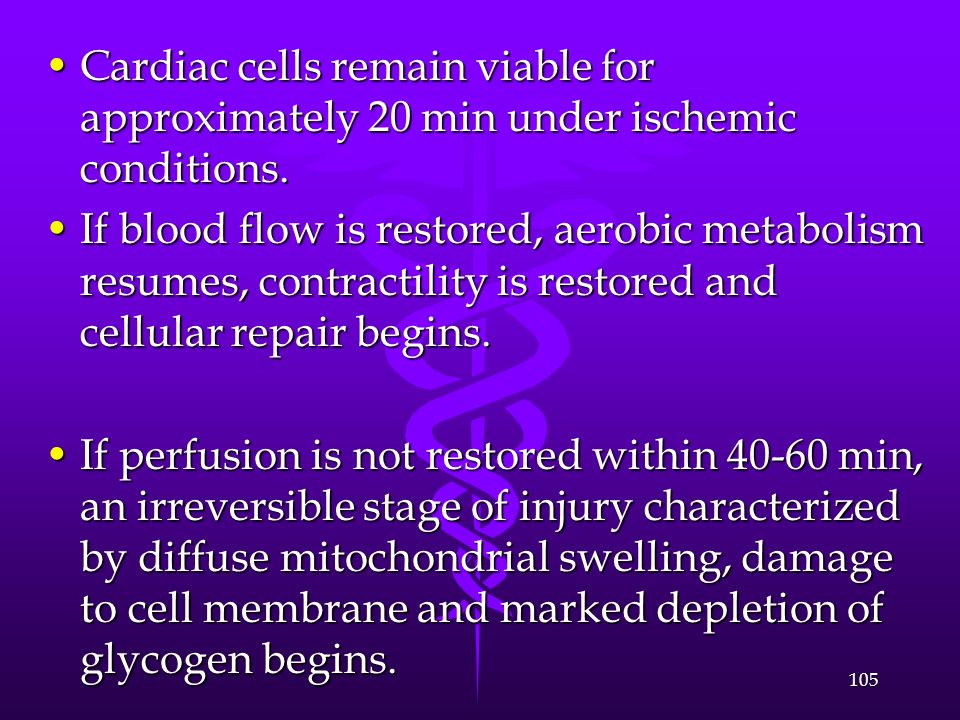 Cardiac cells remain viable for approximately 20 min under ischemic conditions.