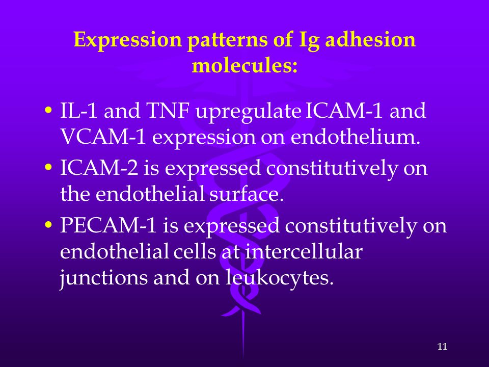 Expression patterns of Ig adhesion molecules: