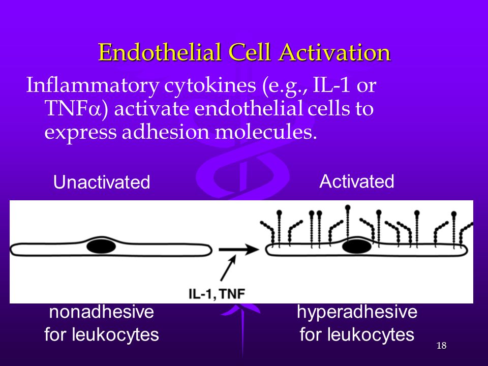 Endothelial Cell Activation