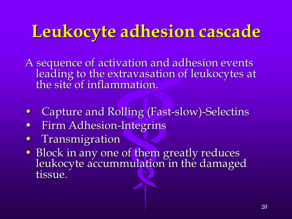 Leukocyte adhesion cascade