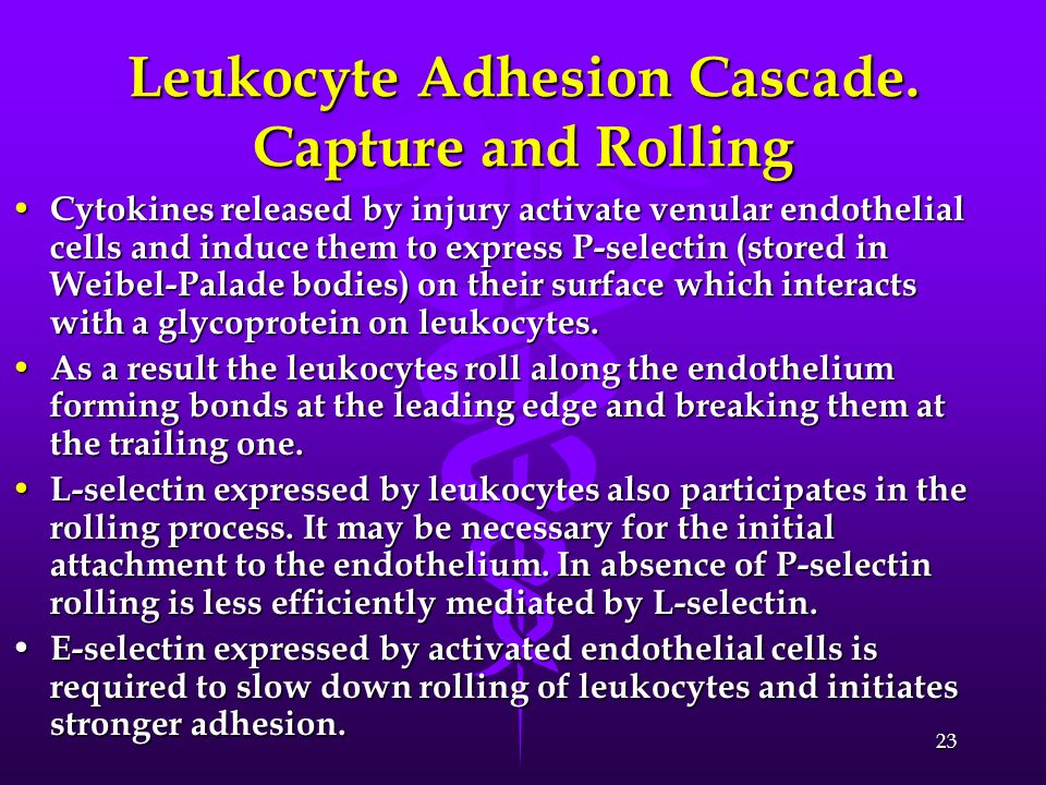 Leukocyte Adhesion Cascade. Capture and Rolling