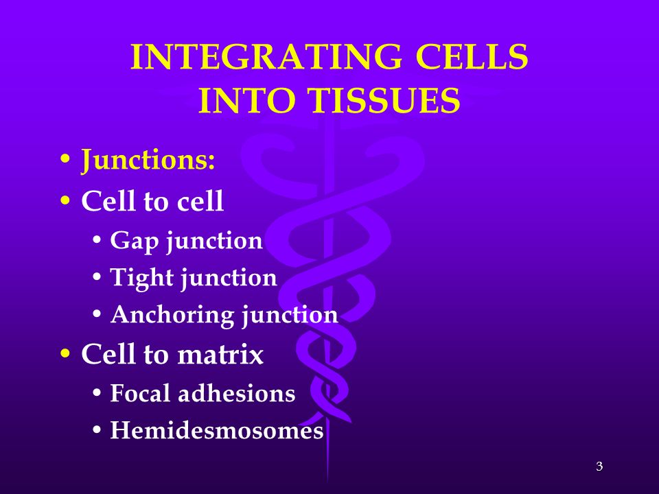 INTEGRATING CELLS INTO TISSUES