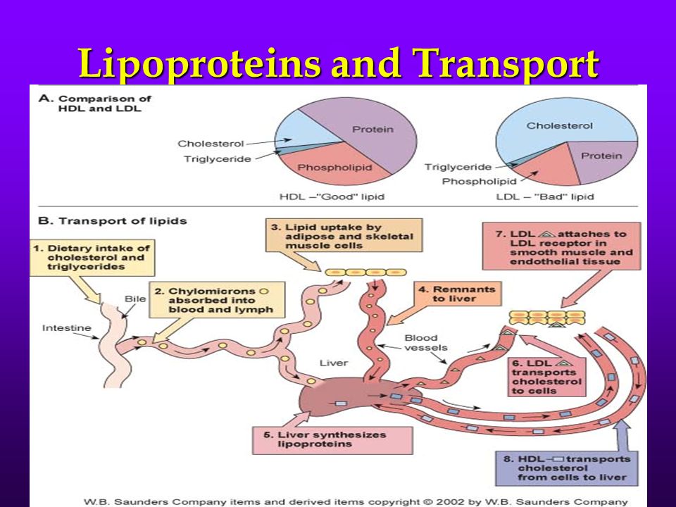 Lipoproteins and Transport