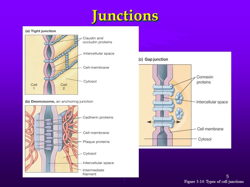 Junctions Figure 3-14: Types of cell junctions