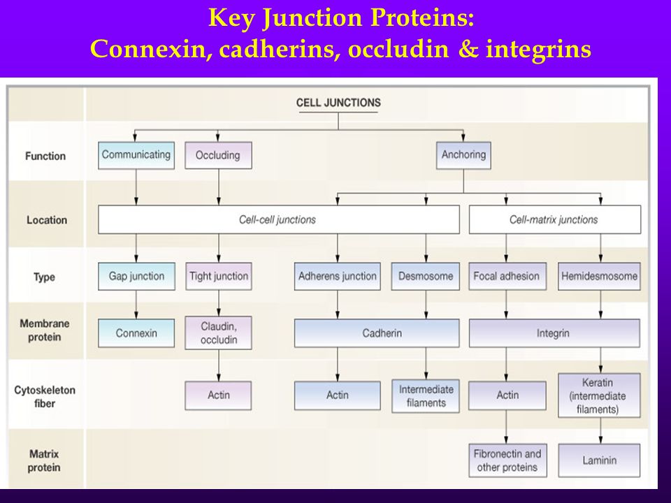 Key Junction Proteins: Connexin, cadherins, occludin & integrins