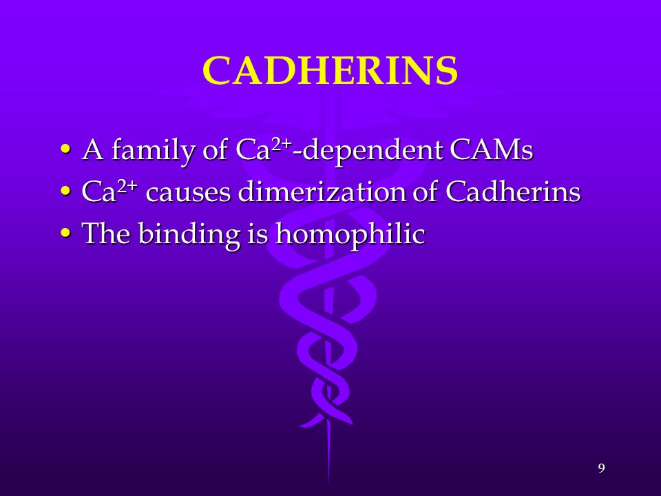 CADHERINS A family of Ca2+-dependent CAMs