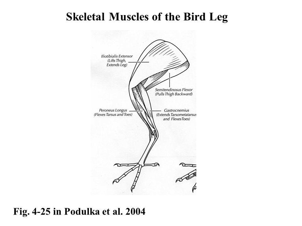 Birds legs. Ноги птиц. Строение ноги птицы. Строение костей конечностей птицы. Птичья нога.