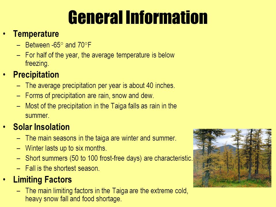 PPT - The Taiga Biome Presented By: Anish Agarwal PowerPoint