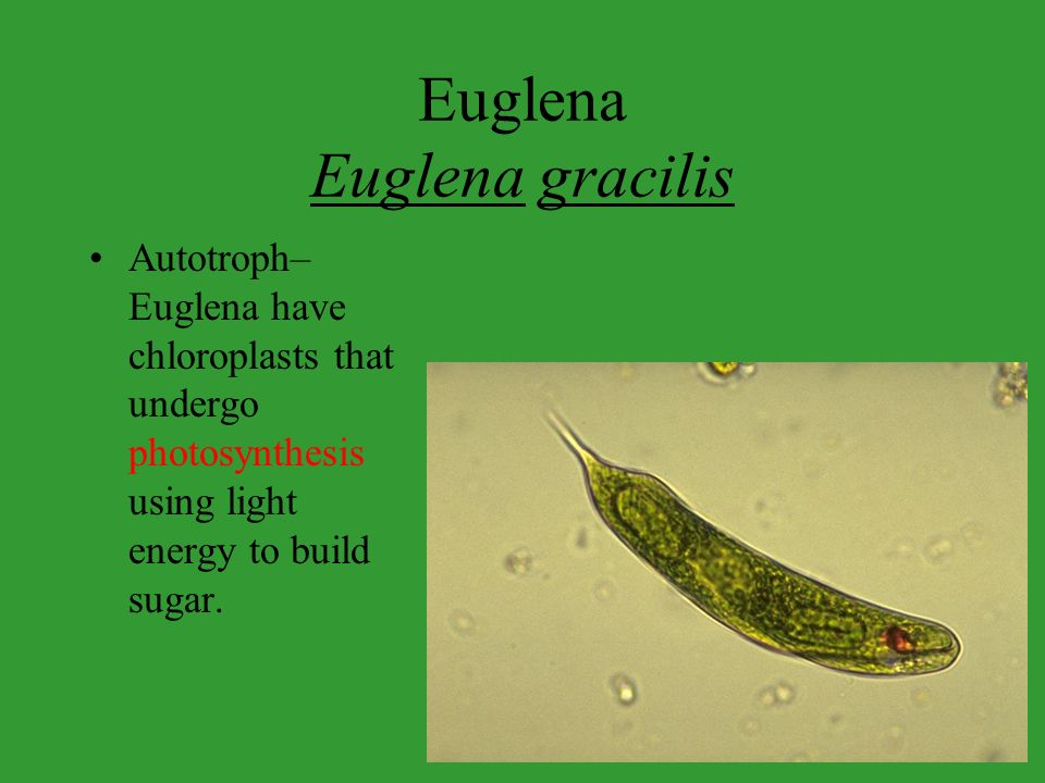 Euglena Euglena Gracilis Ppt Video Online Download Euglena Euglena Gracilis Ppt Video Online Download