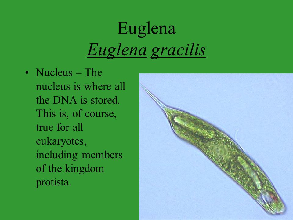 في أي وقت سير ابدأ العد  Euglena Euglena gracilis - ppt video online download