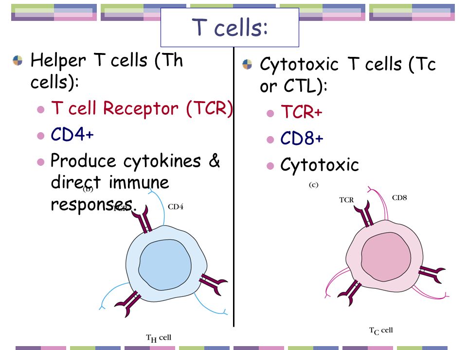 T cells: Helper T cells (Th cells): Cytotoxic T cells (Tc or CTL):