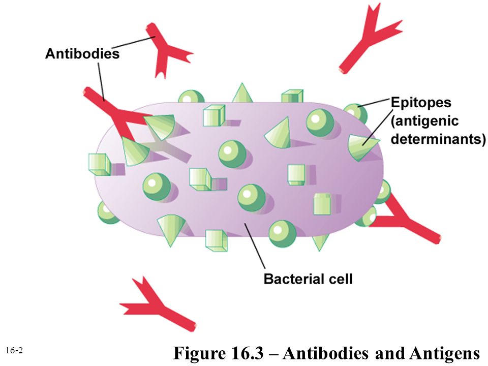 Иммуноген. Антигены картинки для презентации. Комплекс антиген антитело. Антиген антитело картинки. Мимикрирующие антигены.