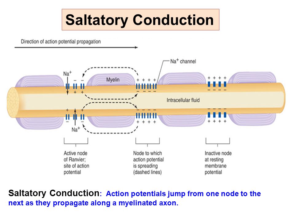 saltatory propagation