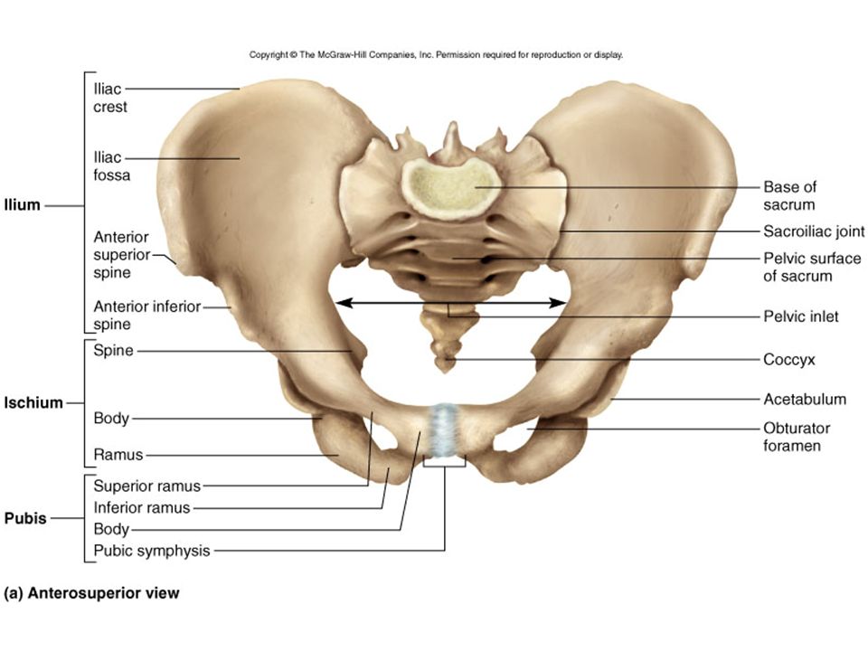 Три тазовые кости. Кости таза анатомия человека. Тазовая кость анатомия человека. Анатомические образования тазовой кости. Соединения таза анатомия.