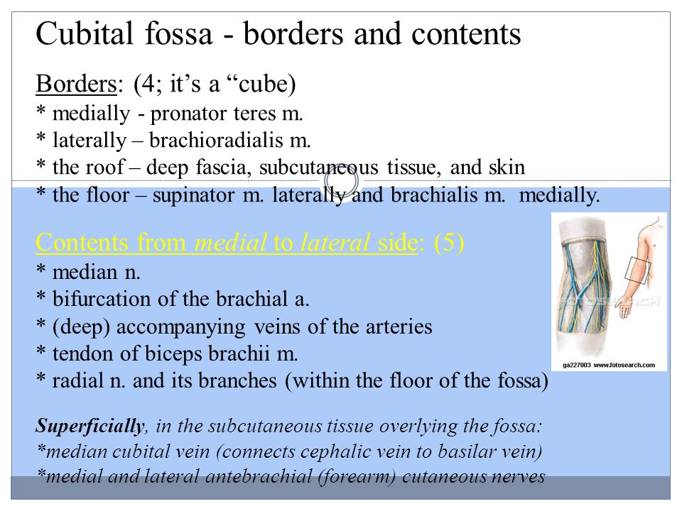 Upper Limb Part Ii Cubital Fossa Forearm And Hand Ppt Video Online Download