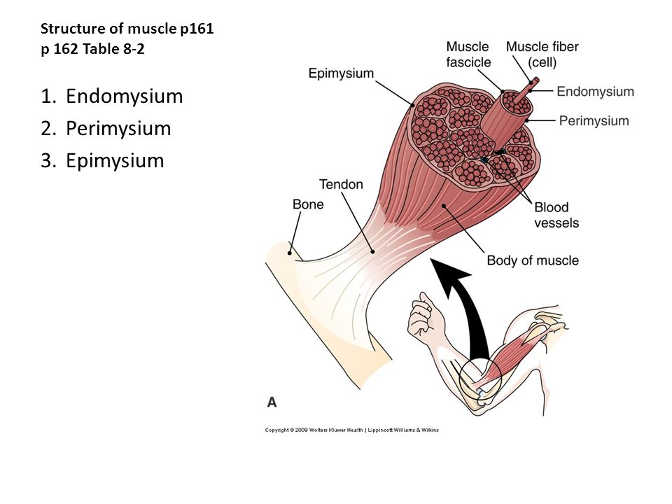 Last term. Перимизиум. Endomysium. Perimysium. Musculoskeletal disease Cow icons.