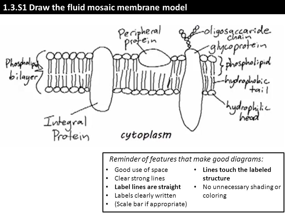 Image result for membrane structure labeled
