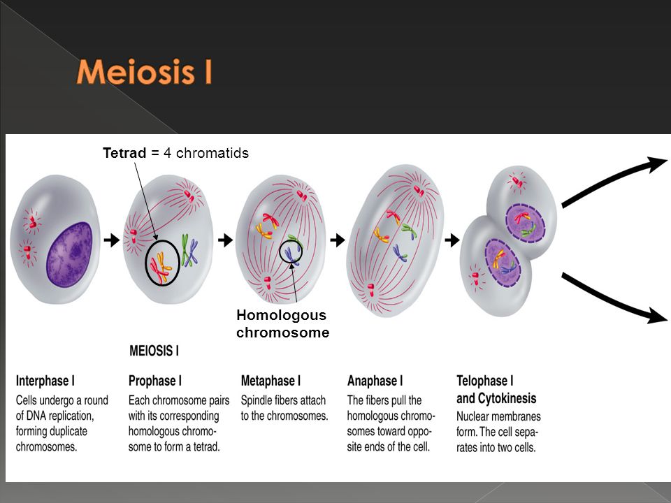 Meiosis I Tetrad = 4 chromatids Homologous chromosome.