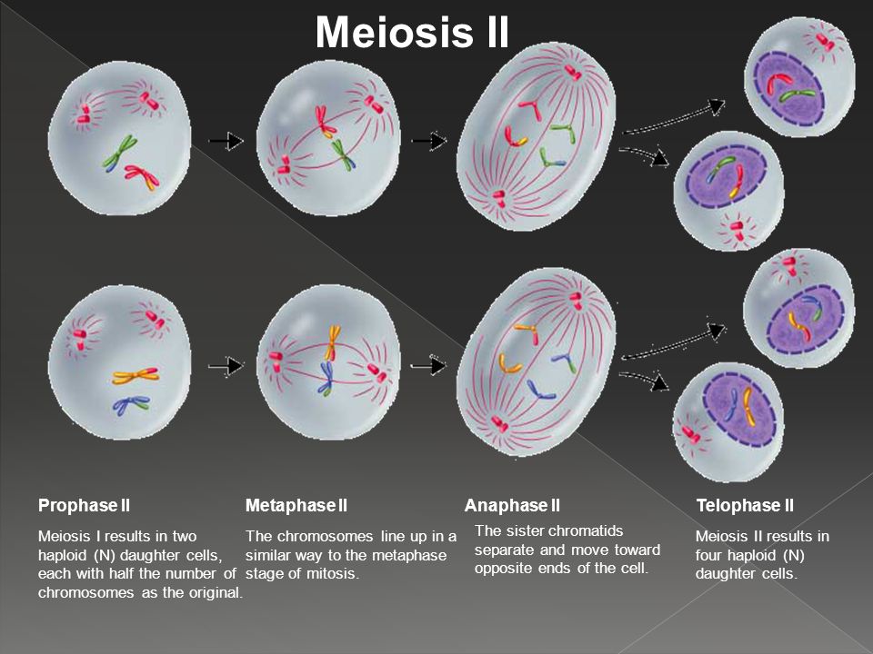 Meiosis II Prophase II Metaphase II Anaphase II Telophase II.