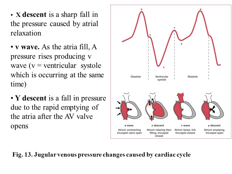 Summary Of The Cardiac Cycle Ppt Download