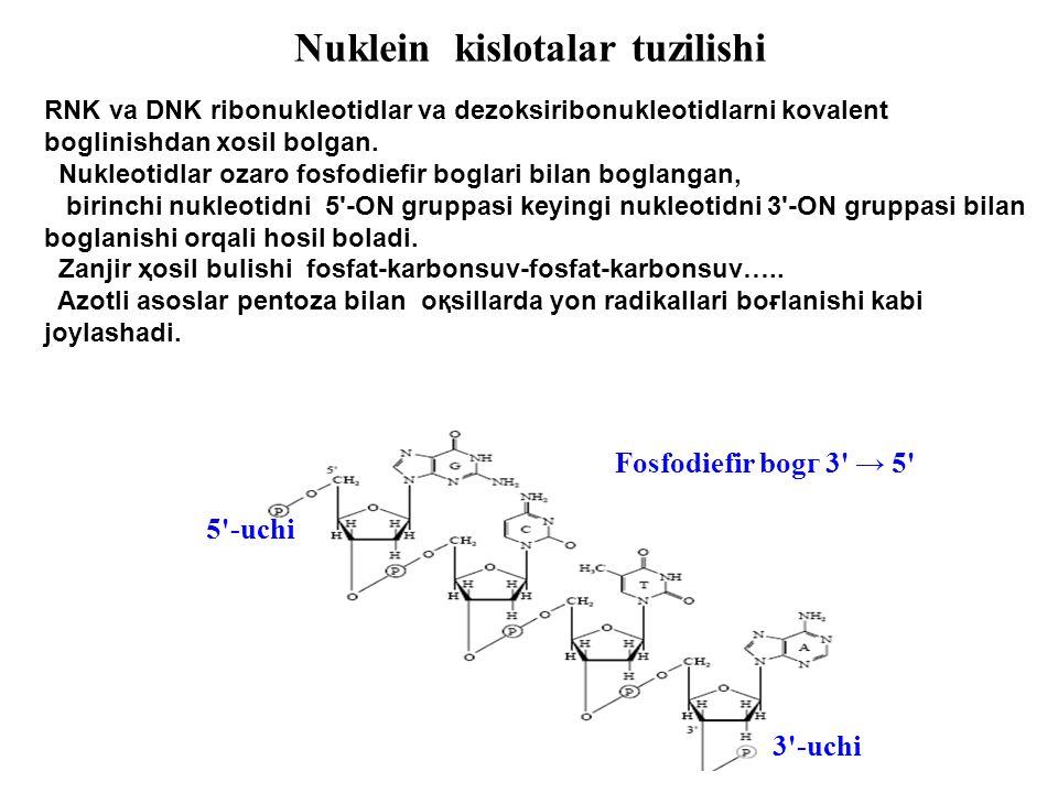 Kislotalar. ДНК. RNK tuzilishi. DNK tuzilishi. Nuklein kislotalar biosintezi.