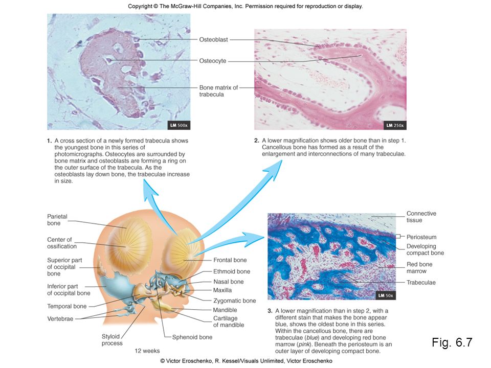 Histology and Physiology of Bones - ppt video online downloa
