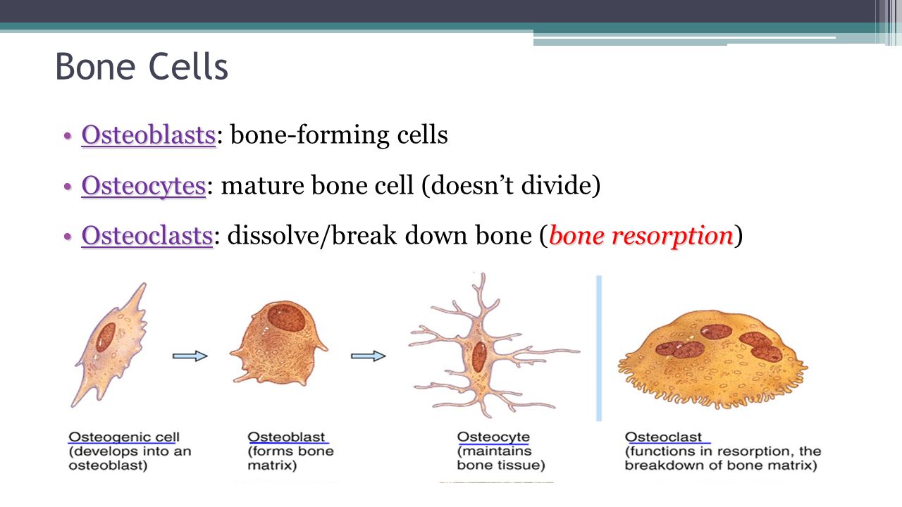 Bone cells. Остеобласт. Остеобласты и остеоциты. Клетки кости остеобласты.