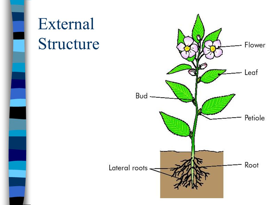 Plant structure. Flower structure. External structure of the Word. The structure of the Educational Tissue of Plants.