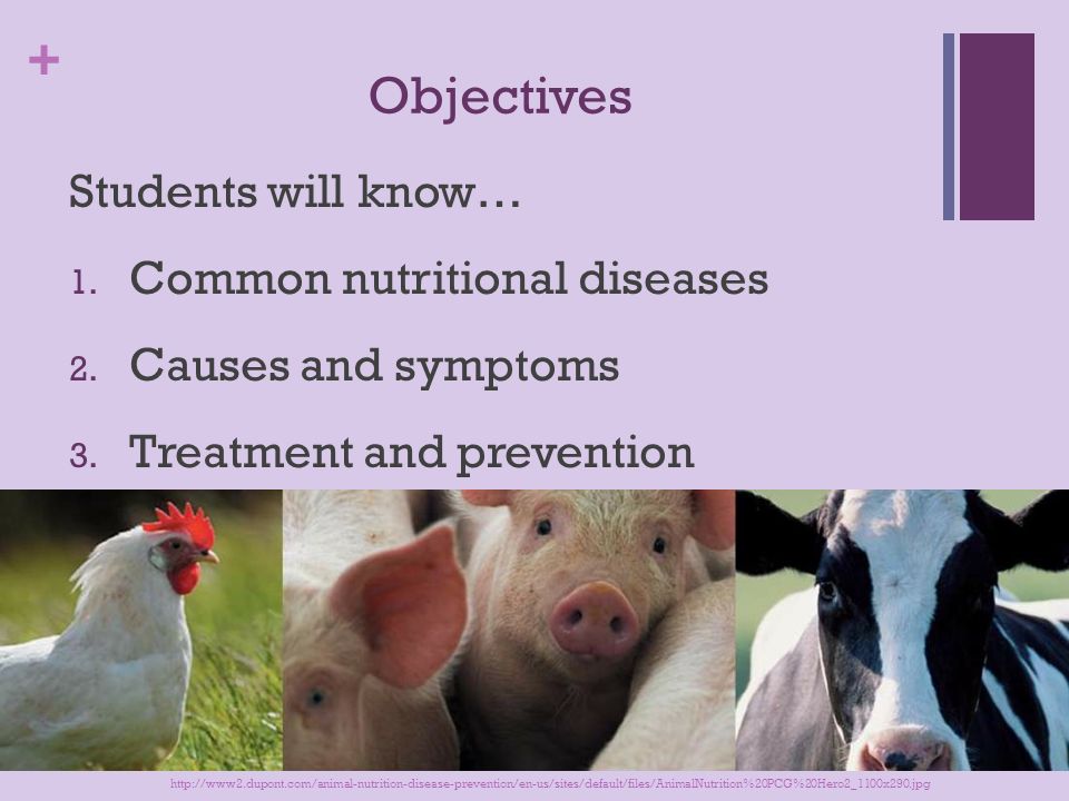 Nutritional Diseases in Livestock - ppt video online download