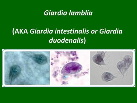 Giardia lamblia (AKA Giardia intestinalis or Giardia duodenalis)